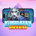 himalayan wild pragmatic